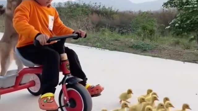 BABY BOY WITH PUPPY CHASING DUCKS ON CYCLE