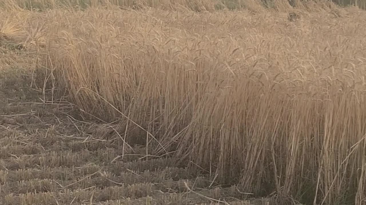 Wheat Harvesting