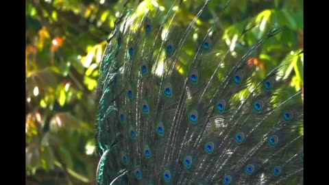 Happyness of forest birds.