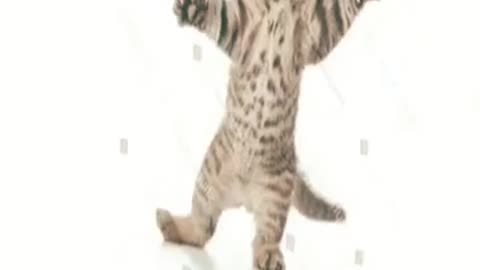 Stock png cat dance (check pinned comment)