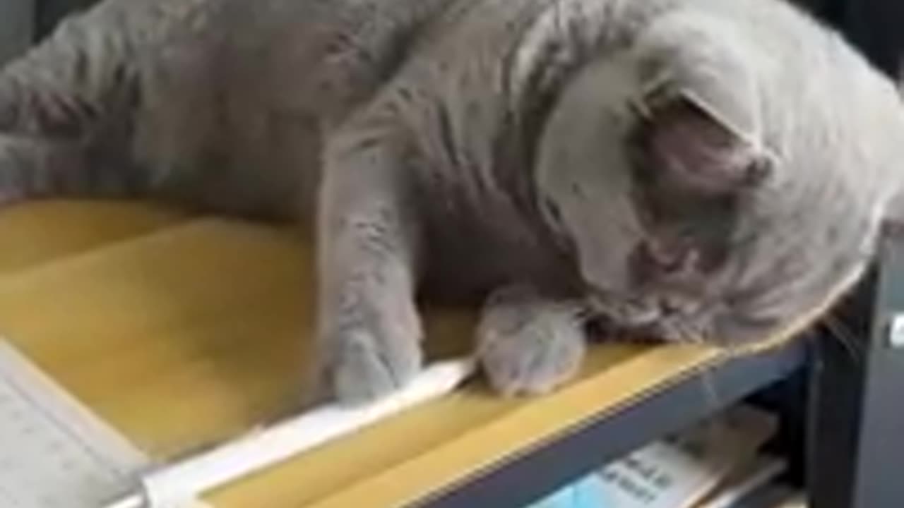 Funny animal