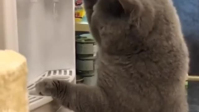 Learn how you can train your cat at home in a funny way.