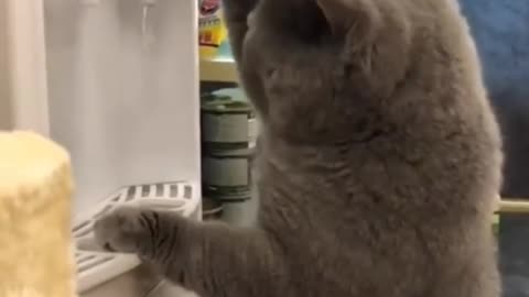 Learn how you can train your cat at home in a funny way.