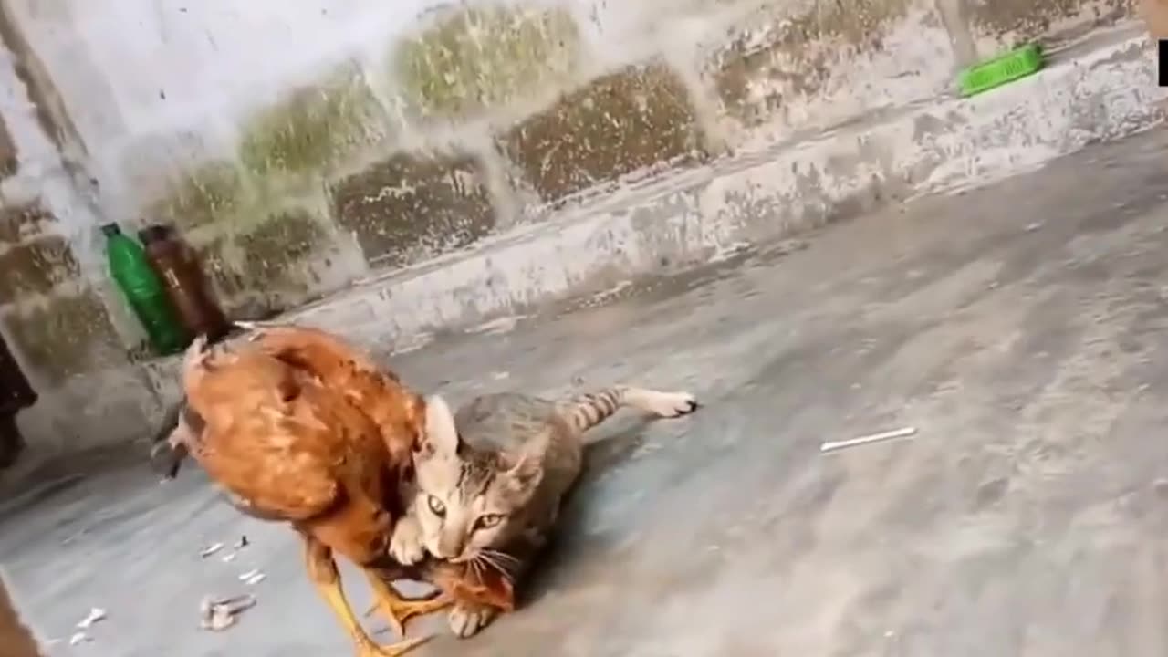 Cat Fighting With Chicken