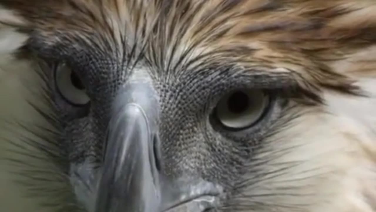 Eagle | Philippine Eagle 🇵🇭 | Endangered