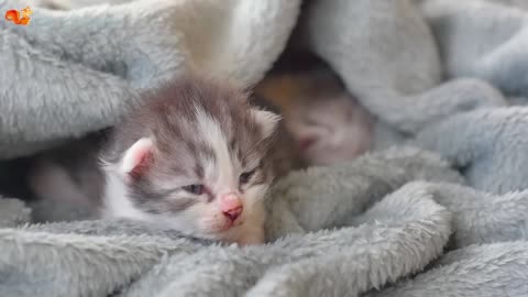 Kittens climb high - learn about newborn kittens - cats meow