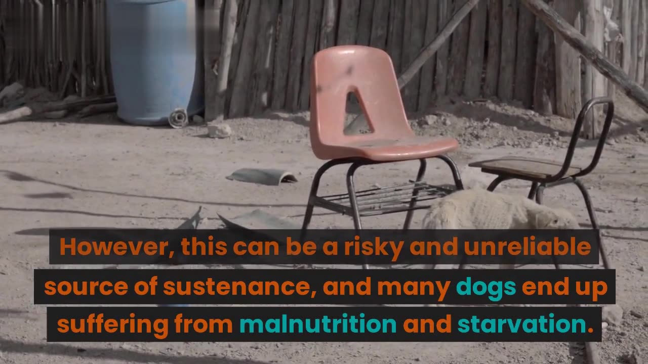 Street dogs are an important part of urban landscape