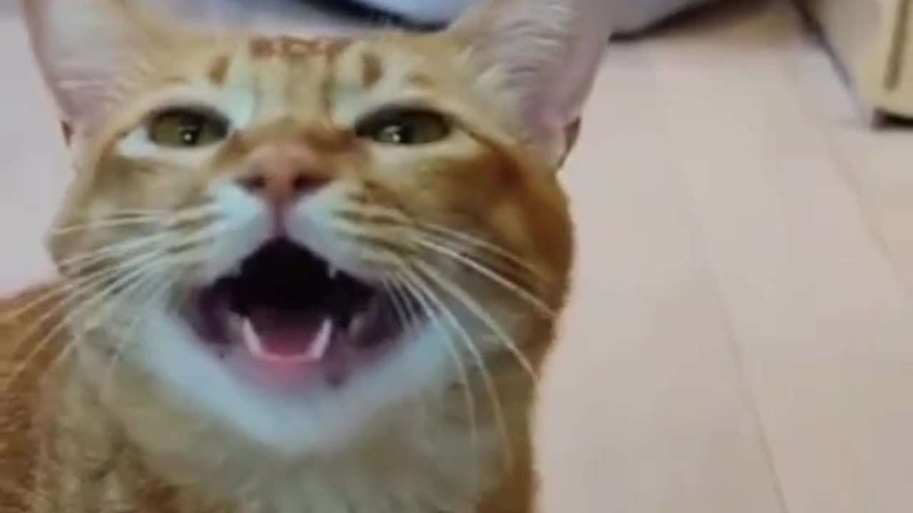 Cat 😺 singing 😯😯😯😯❤️❤️👌👌