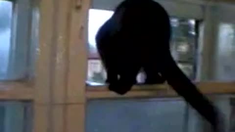 Rare footage of Barking cat gets caught! (ORIGINAL)