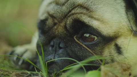 A dog cries and grieves very touching