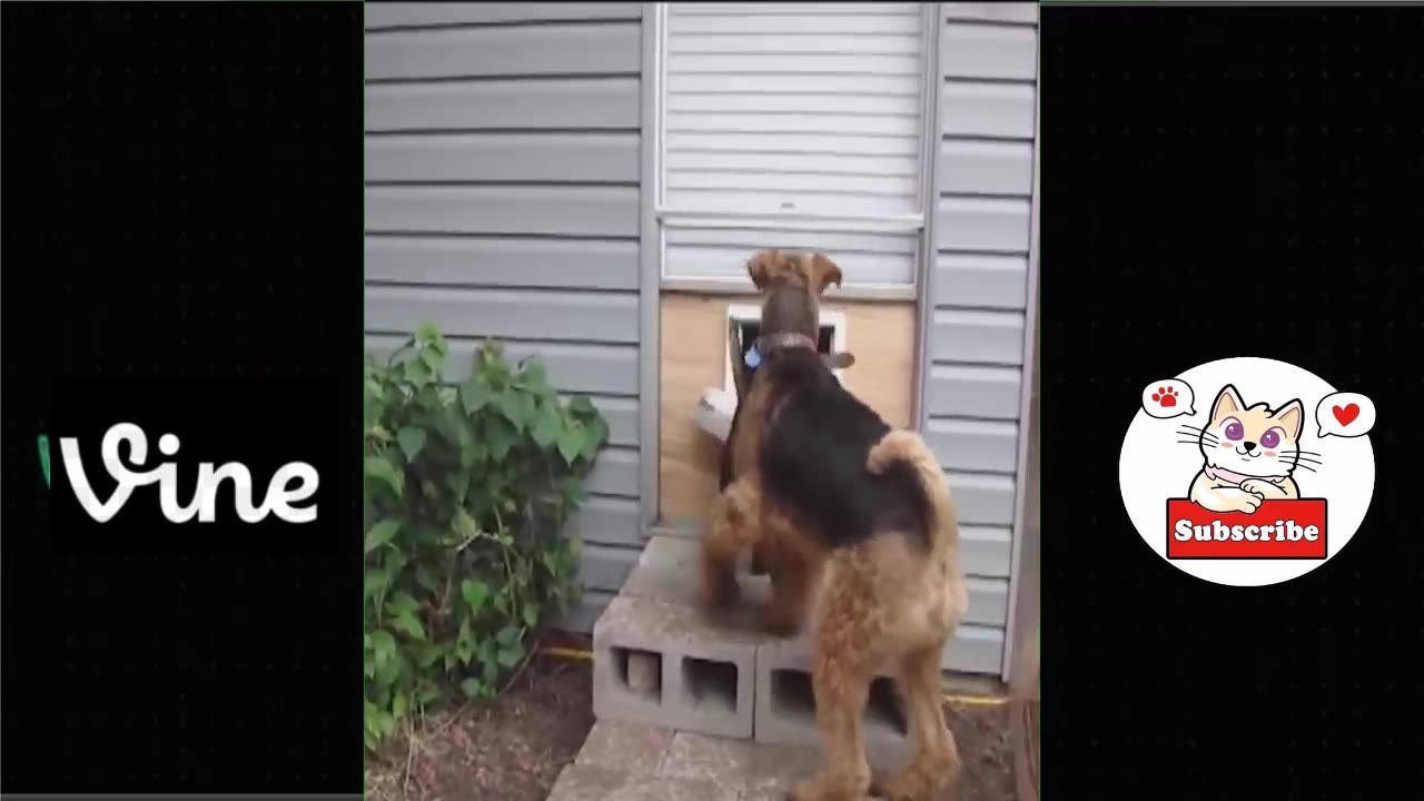 Best Funny Animal Videos Of The 2023 🤣 - Funniest Cats And Dogs Videos 😺😍😂🐶 Funny cat & dog videos 😍