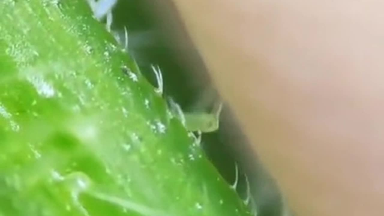 NETTLE UNDER A MICROSCOPE