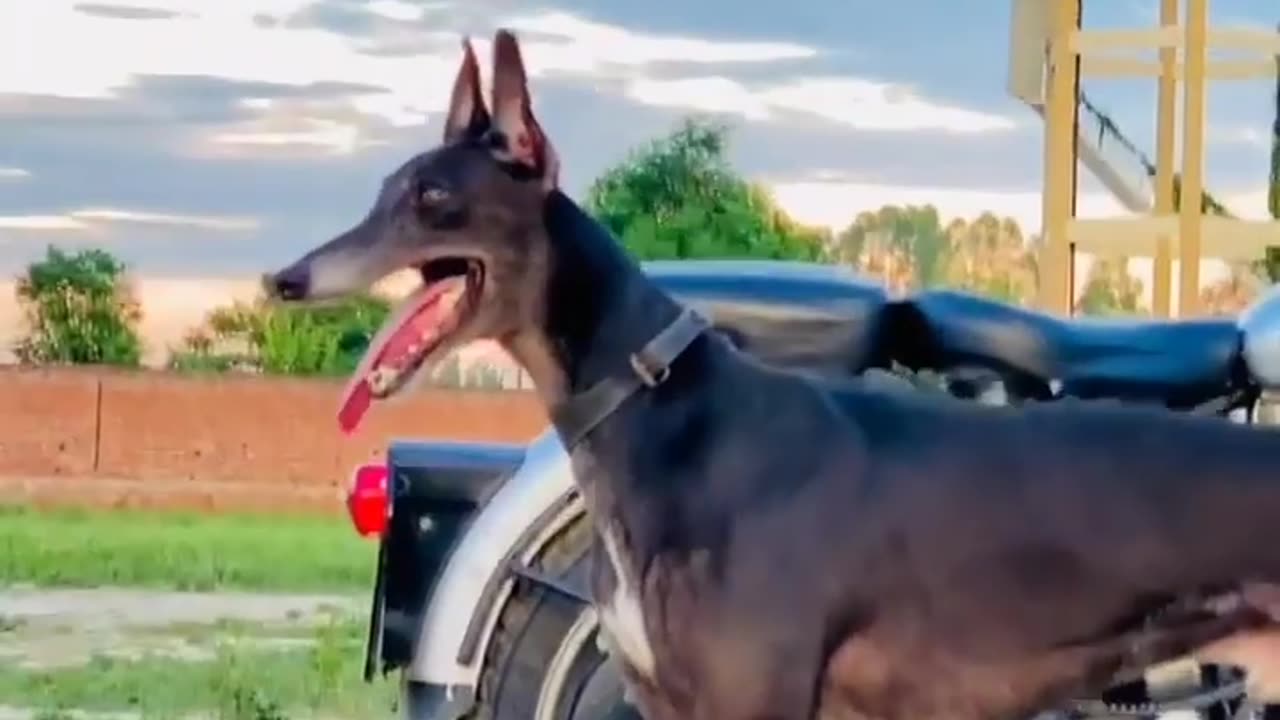 Dog