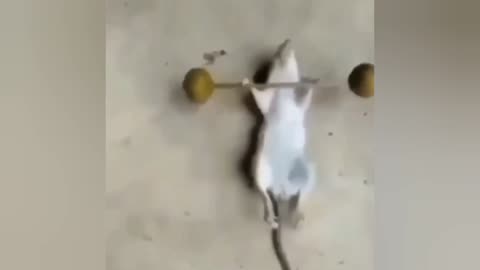 Rat Funny Video 🐀 New Funny Animals 2023 😂 Funniest Animals 2023 😸