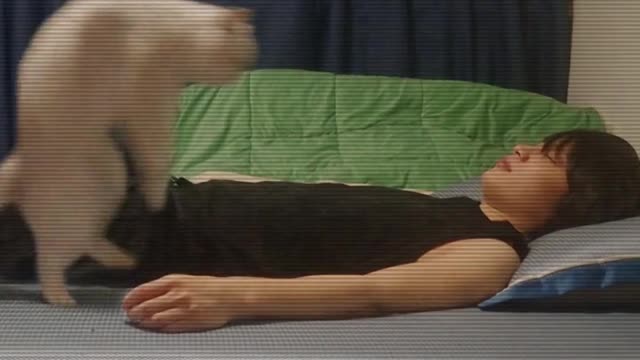 the cat smells the owner's armpit, it's terrible