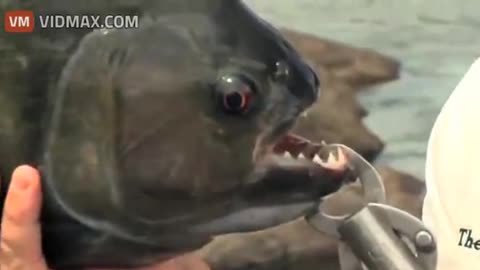 Giant Piranhas found in the Amazon