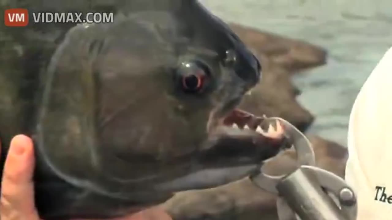 Giant Piranhas found in the Amazon
