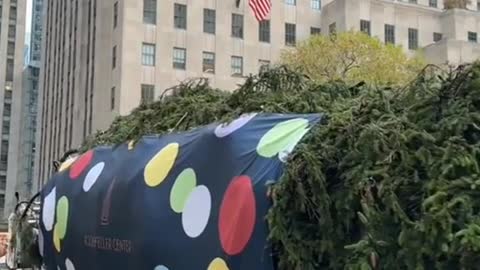 New York's Christmas tree is in place Christmas