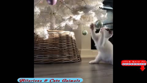 Funny Cats and Animals Christmas Fails