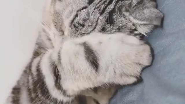 this cat is sleeping