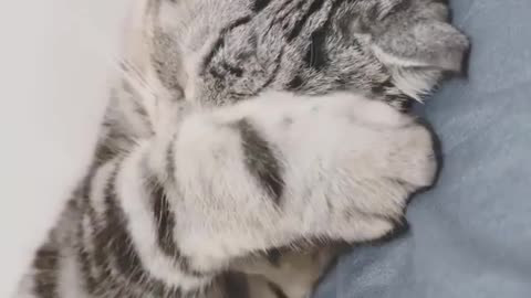 this cat is sleeping