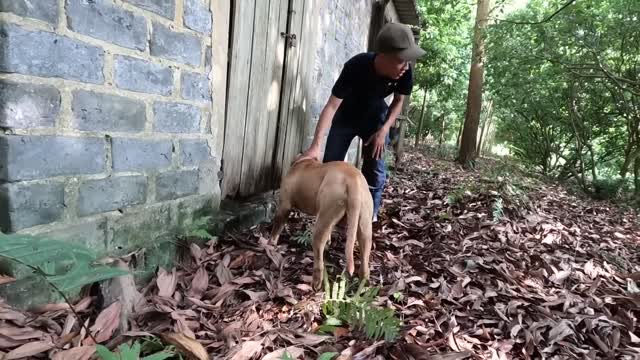 Close-Up Of Pitbull Dog Confronting 2 Fierce Giant Pythons