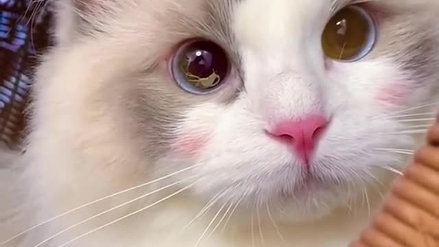 Aww Cute Cats Videos #catmeow Funny Animals Compilation😹 Try Not To Laugh Challenge MV59 #shorts