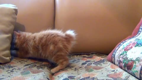 Funny cat playing