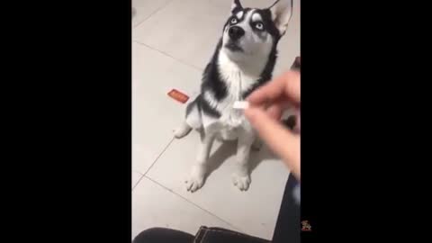 Funny video