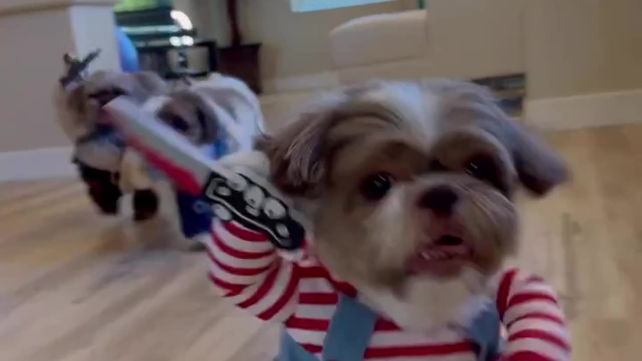 Must watch..Cute dogs