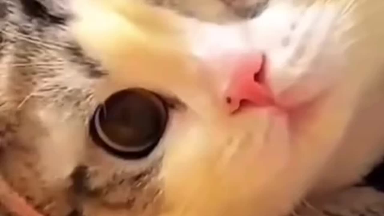 "Fluffy Love: The Adorable Chronicles of My Precious Cat"