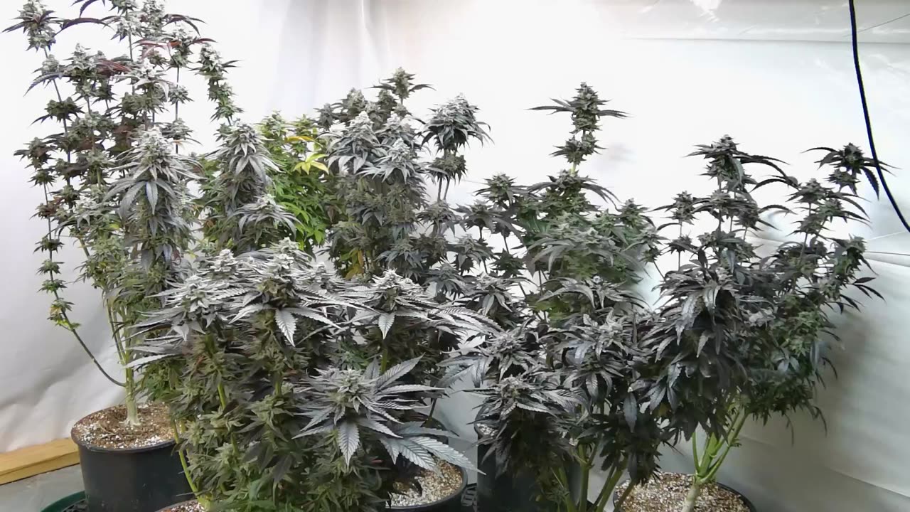 Almost Done...flush time