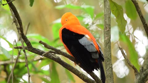 A black and orange Finch Perched on a Tree