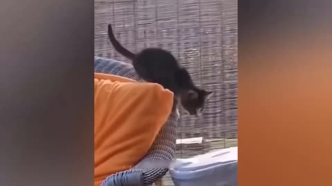 Cats and dogs being funny and doing impossible stunts
