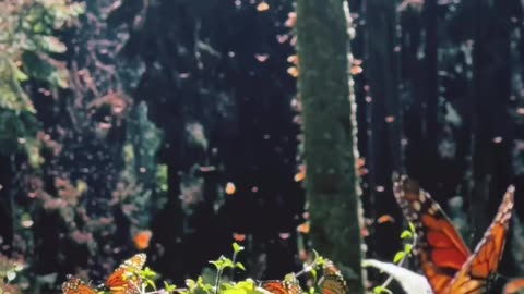 butterfly paradise garden in the middle of the forest