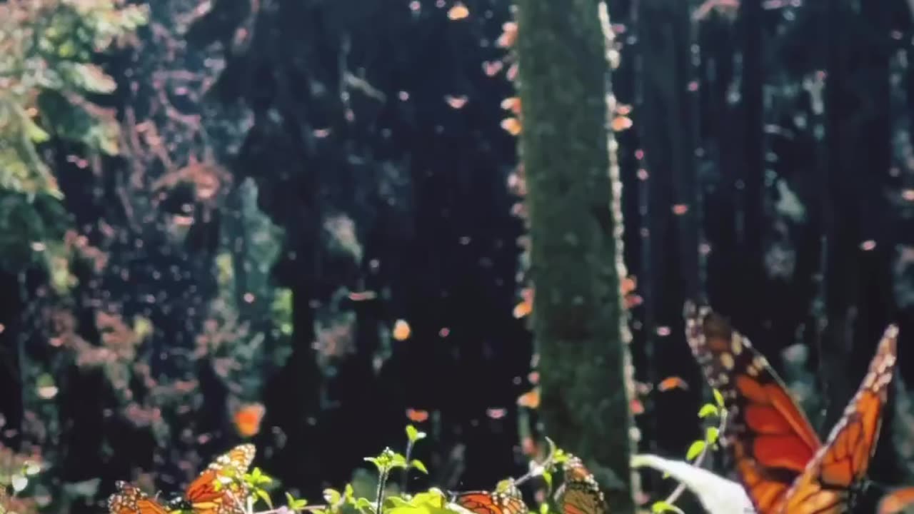 butterfly paradise garden in the middle of the forest