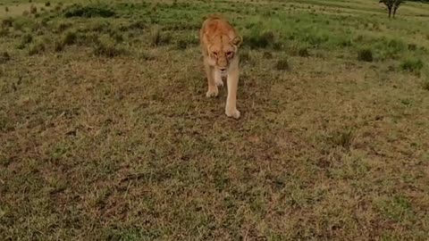 Lioness grabs Dubai photographer's GoPro, goes for a run at Maasai Mara in viral video