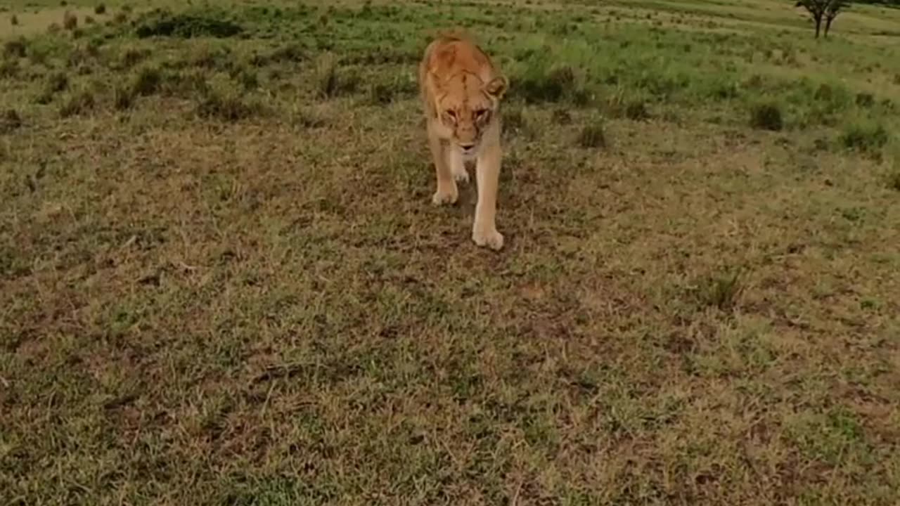 Lioness grabs Dubai photographer's GoPro, goes for a run at Maasai Mara in viral video