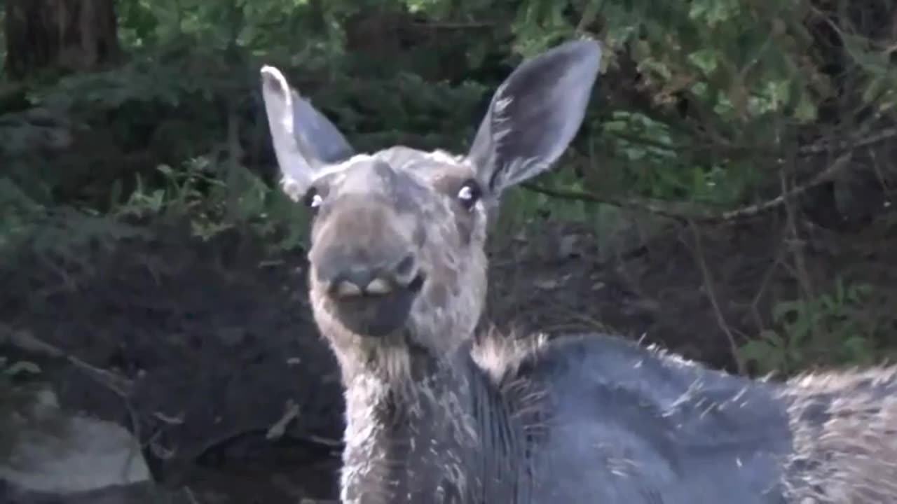 Moose at roadside