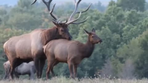 So nice couple animals 2023