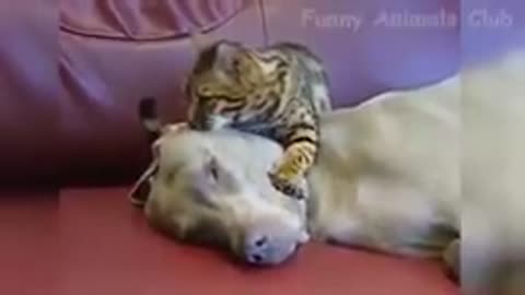 funny animals video best cats and dogs