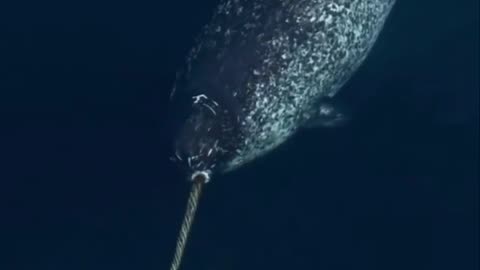 The Unicorn Of The Sea Narwhal