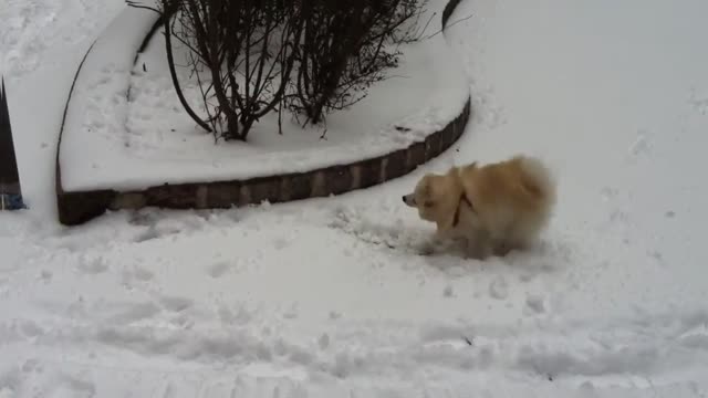 SNOW FUN _ Mr Spock Pomeranian