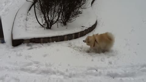 SNOW FUN _ Mr Spock Pomeranian