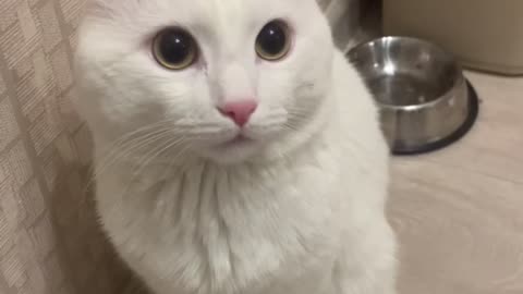 FUNNY WHITE CAT