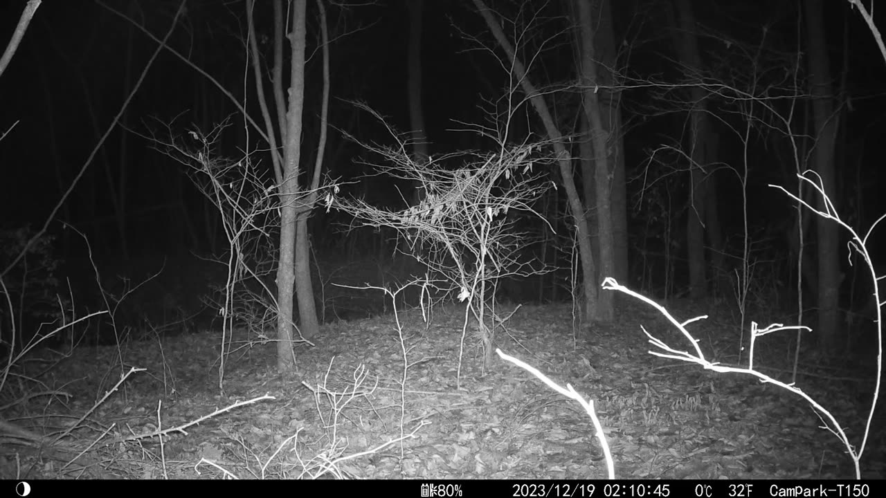 Trailcam December 2023 Wildlife