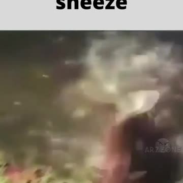 cat scared sneeze