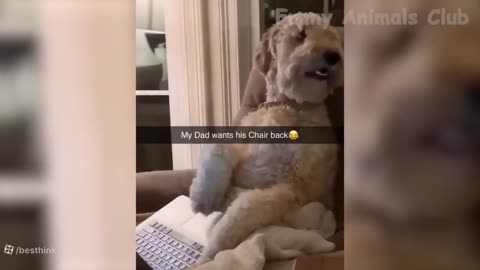 fuun clip🤩🤩🤩Funny cats and dogs.