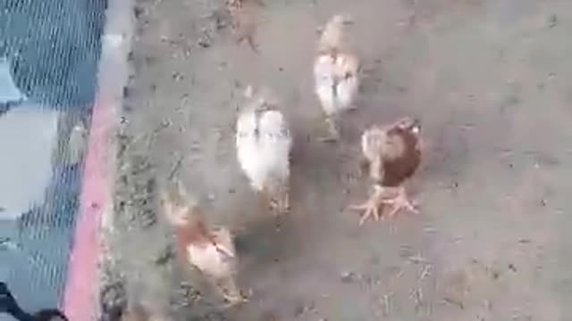 07 21 2019 - live from the chicken lounge