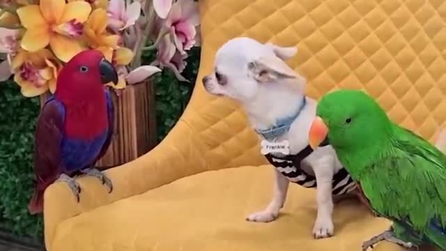 what a talented dogs it was.